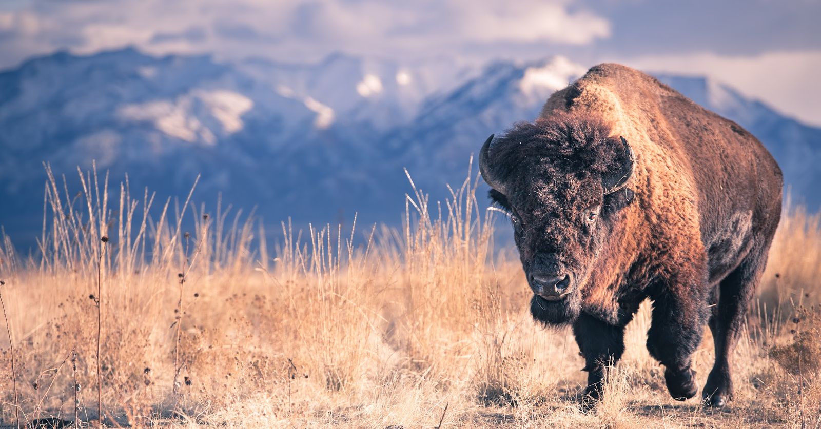 American bison in golden prairie grass with mountains behind