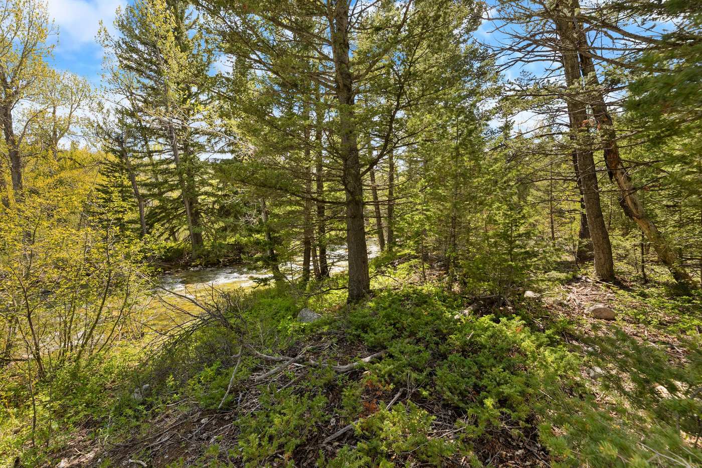 Sunlit pine forest and grass on a parcel near Red Lodge, Montana