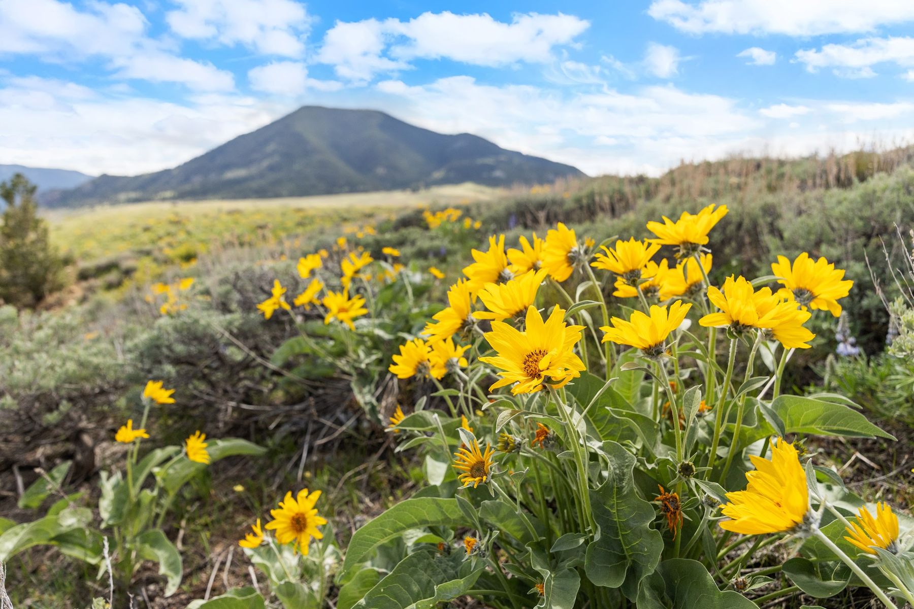 Yellow arrowleaf balsamroot in bloom with a mountain behind, near Red Lodge, Montana